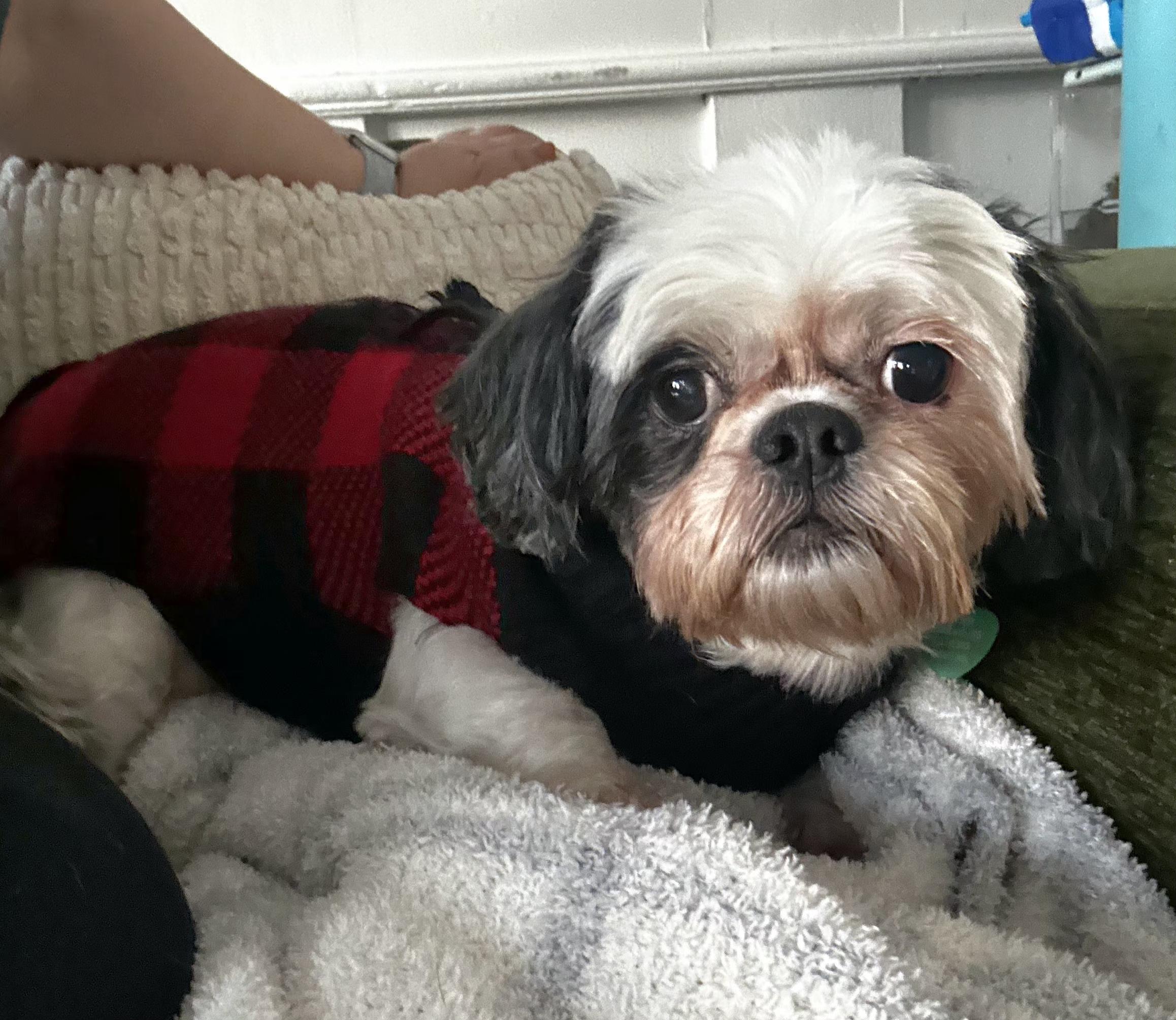 Enlarge Bonnie, a Adoptable mixed breed in Livonia, MI image 3/3