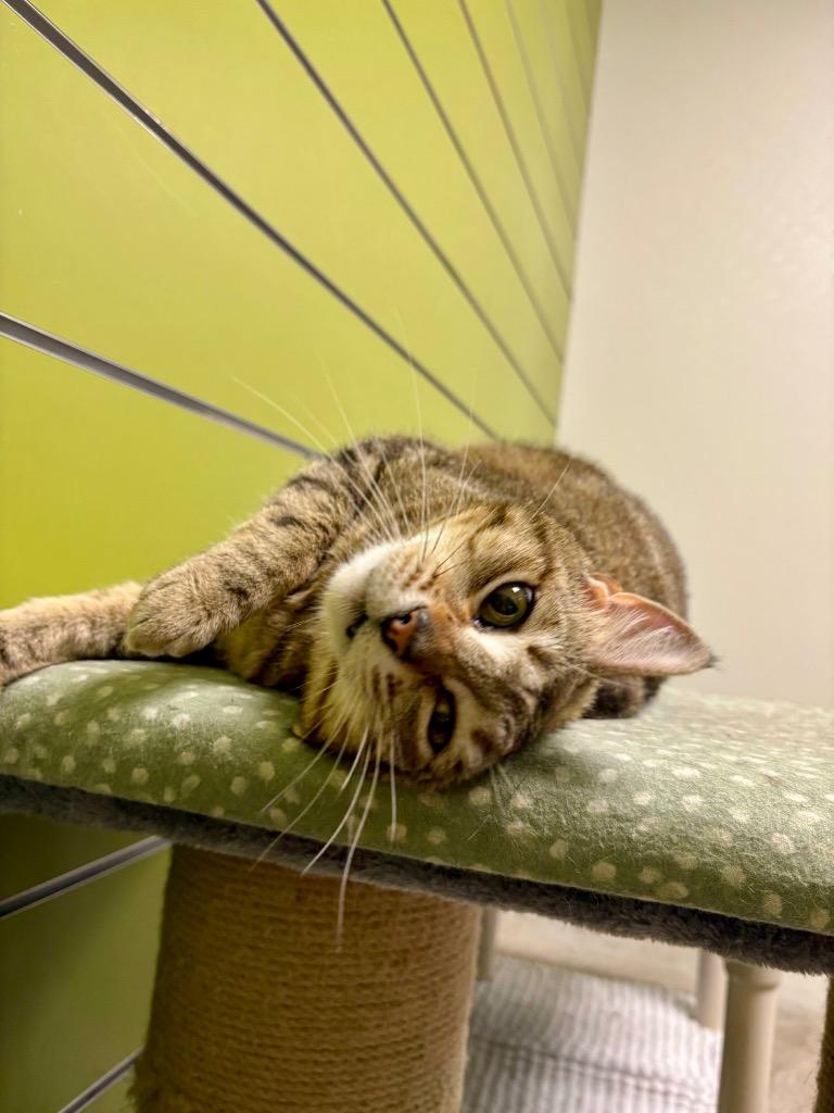 Nala, Adoptable, Adult Female Domestic Short Hair.