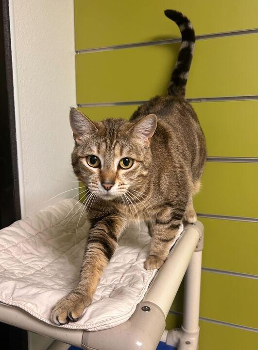Nala, a Adoptable mixed breed in Minot, ND image 2/4