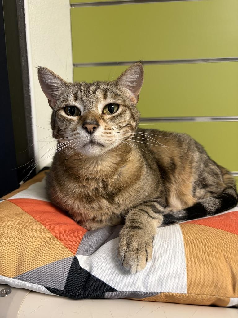 Enlarge Nala, a Adoptable mixed breed in Minot, ND image 4/6
