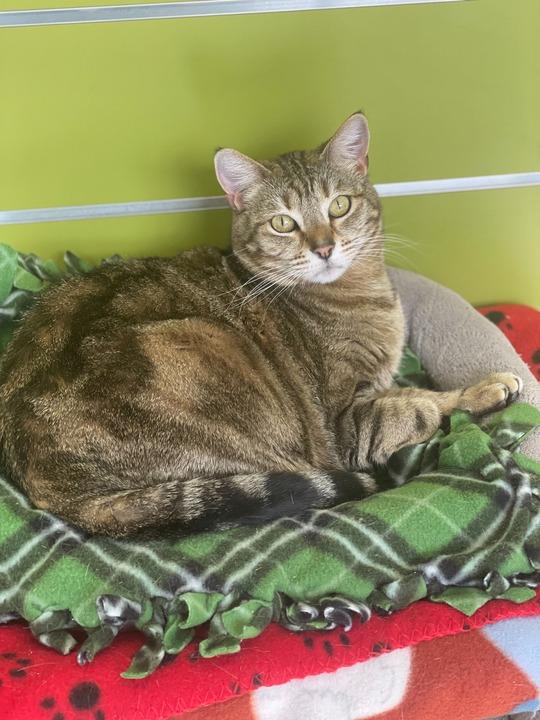 Nala, a Adoptable mixed breed in Minot, ND image 3/4
