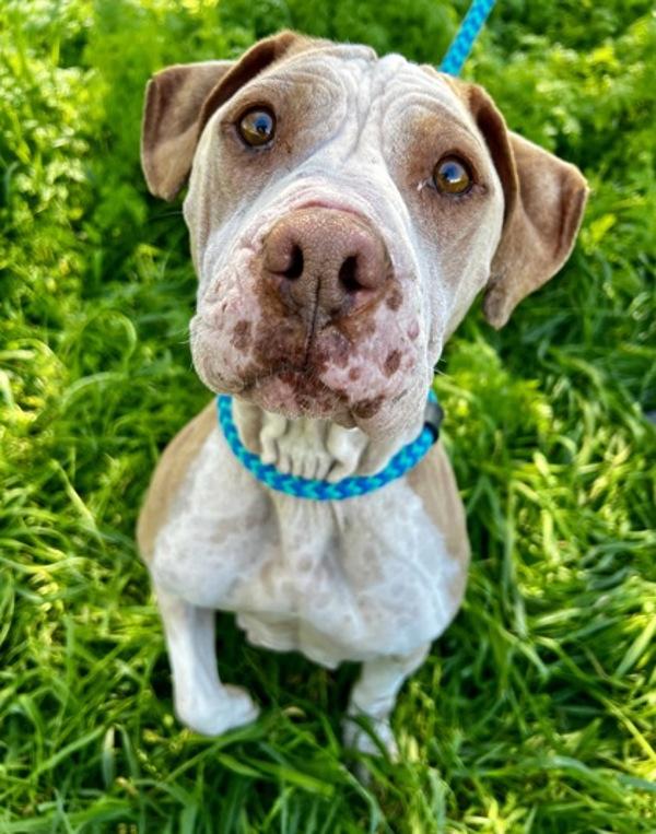 Luna, Adoptable, Adult Female Pit Bull Terrier.