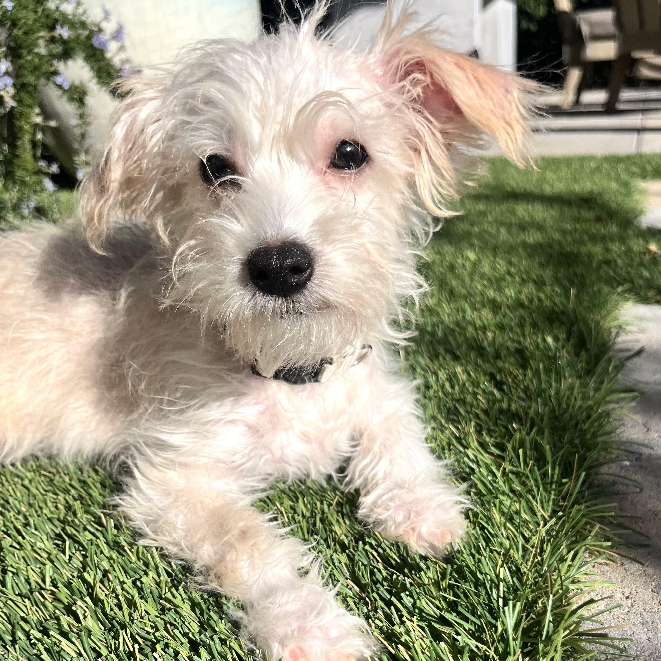 Ricotta , Adoptable, Puppy Male Terrier & Chihuahua.