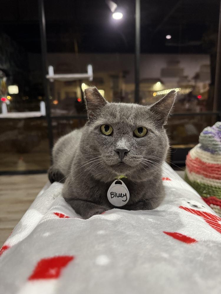 Bluey 3, Adoptable, Adult Male Domestic Short Hair.