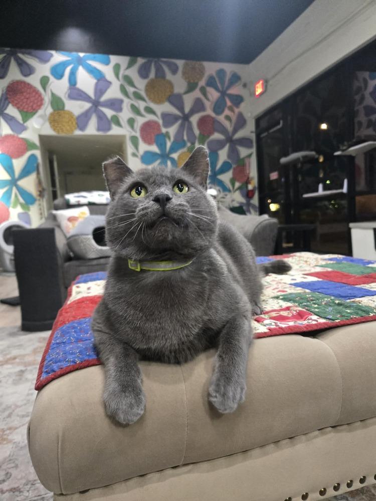 Bluey 3, Adoptable, Adult Male Domestic Short Hair.