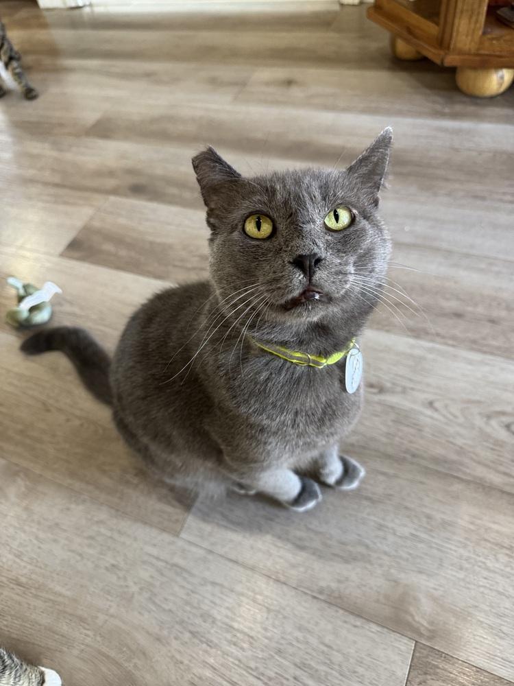 Enlarge Bluey 3, a Adoptable mixed breed in tucson, AZ image 2/3