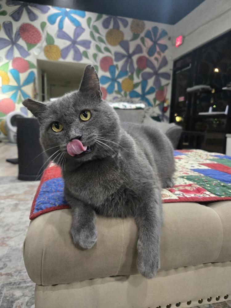 Enlarge Bluey 3, a Adoptable mixed breed in tucson, AZ image 3/3