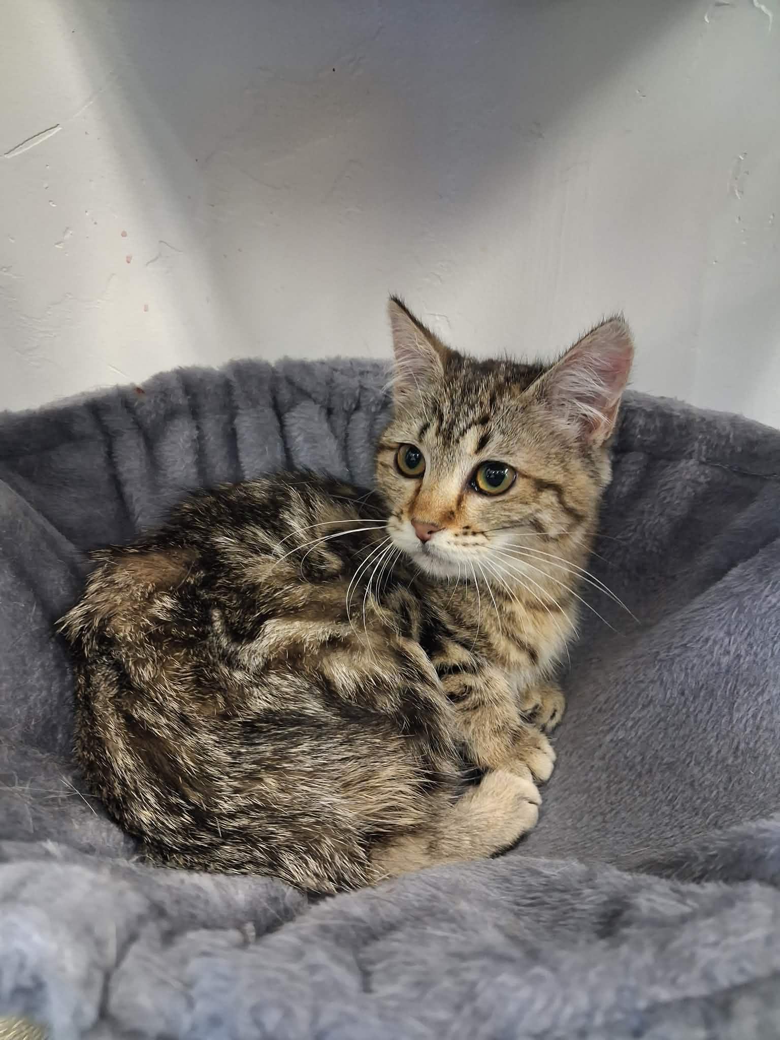 Tweety, a ADOPTABLE Domestic Short Hair in Roosevelt, UT image 2/3