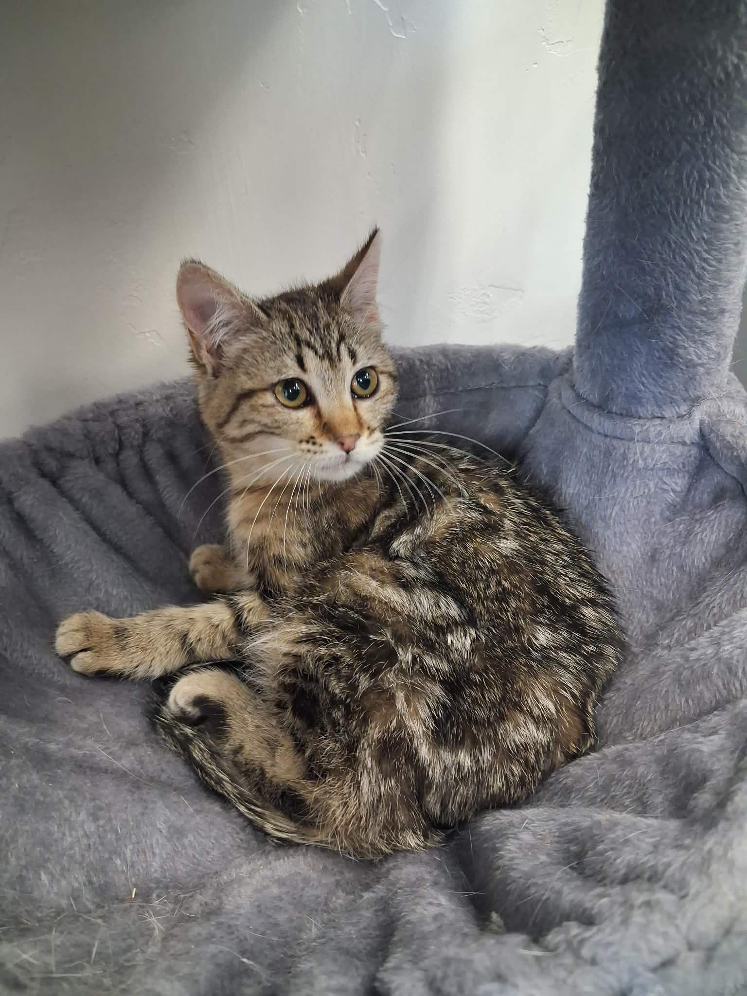 Tweety, a ADOPTABLE Domestic Short Hair in Roosevelt, UT image 3/3