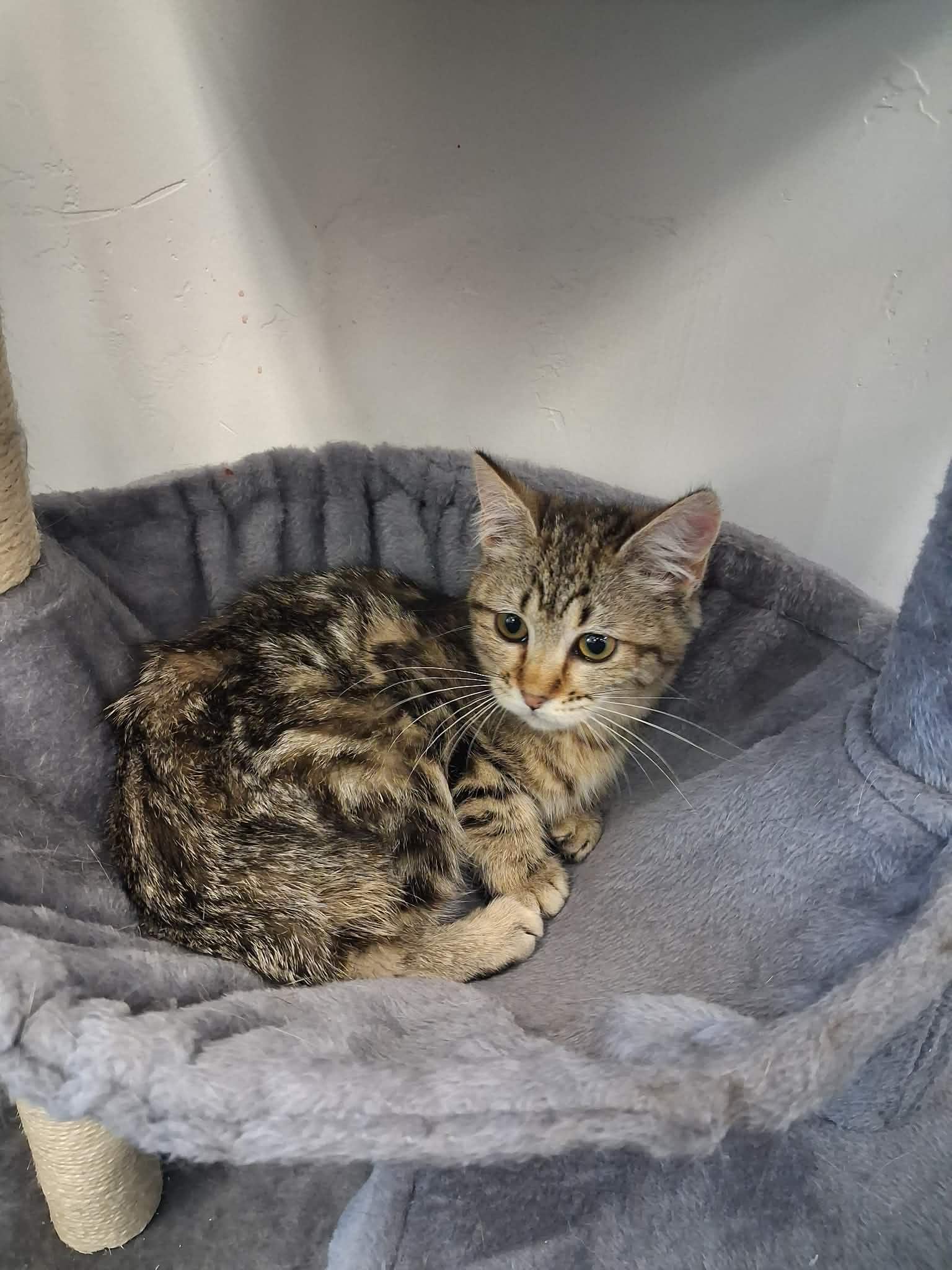 Tweety, ADOPTABLE, Young Female Domestic Short Hair.