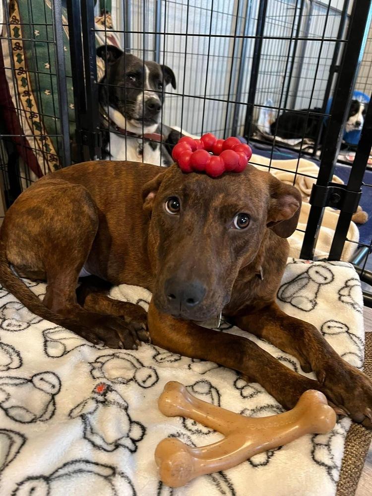 Lucy, Adopted, Puppy Female Labrador Retriever.