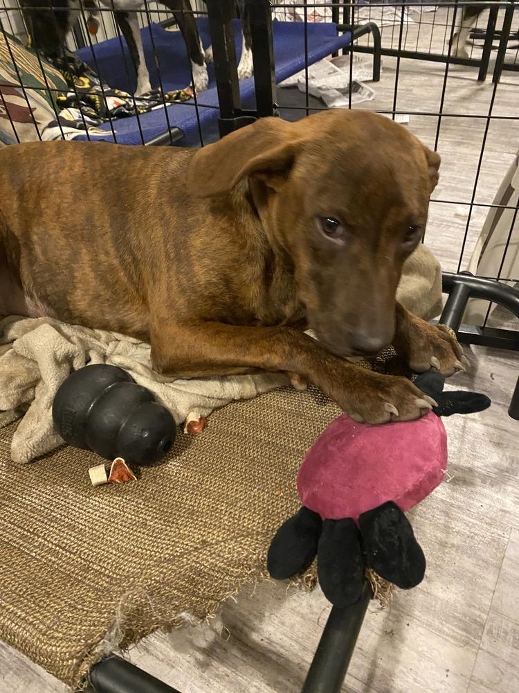 Lucy, Adopted, Puppy Female Labrador Retriever.