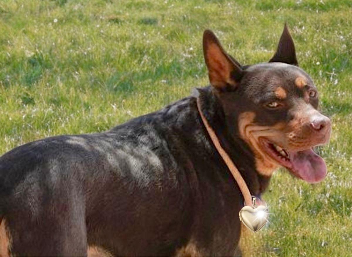 Lucky, a Adoptable Australian Kelpie in Kingman, AZ image 1/3