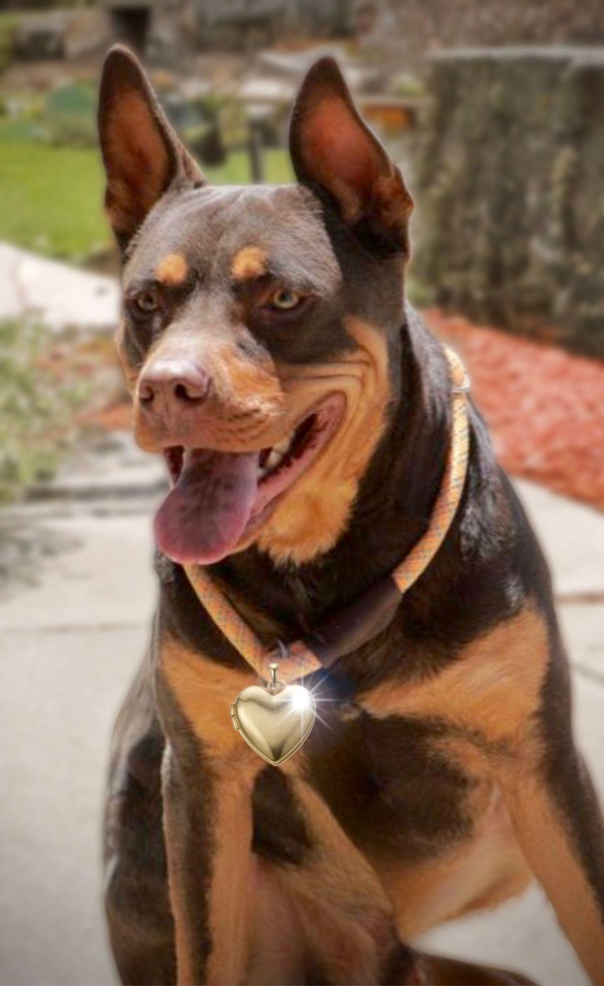 Lucky, a Adoptable Australian Kelpie in Kingman, AZ image 2/3