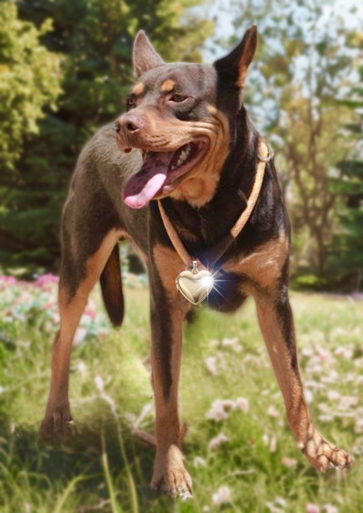 Lucky, a Adoptable Australian Kelpie in Kingman, AZ image 3/3
