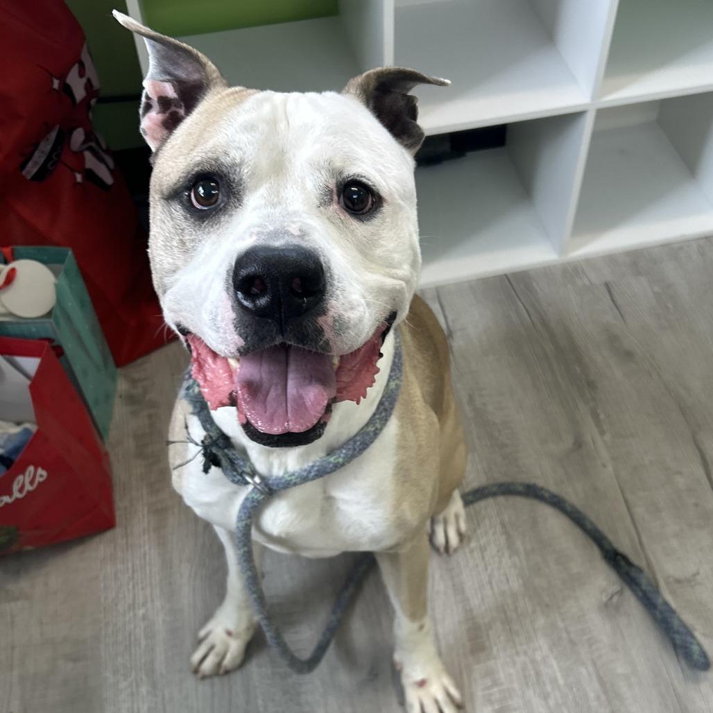 Snoop, Adoptable, Adult Male American Staffordshire Terrier.