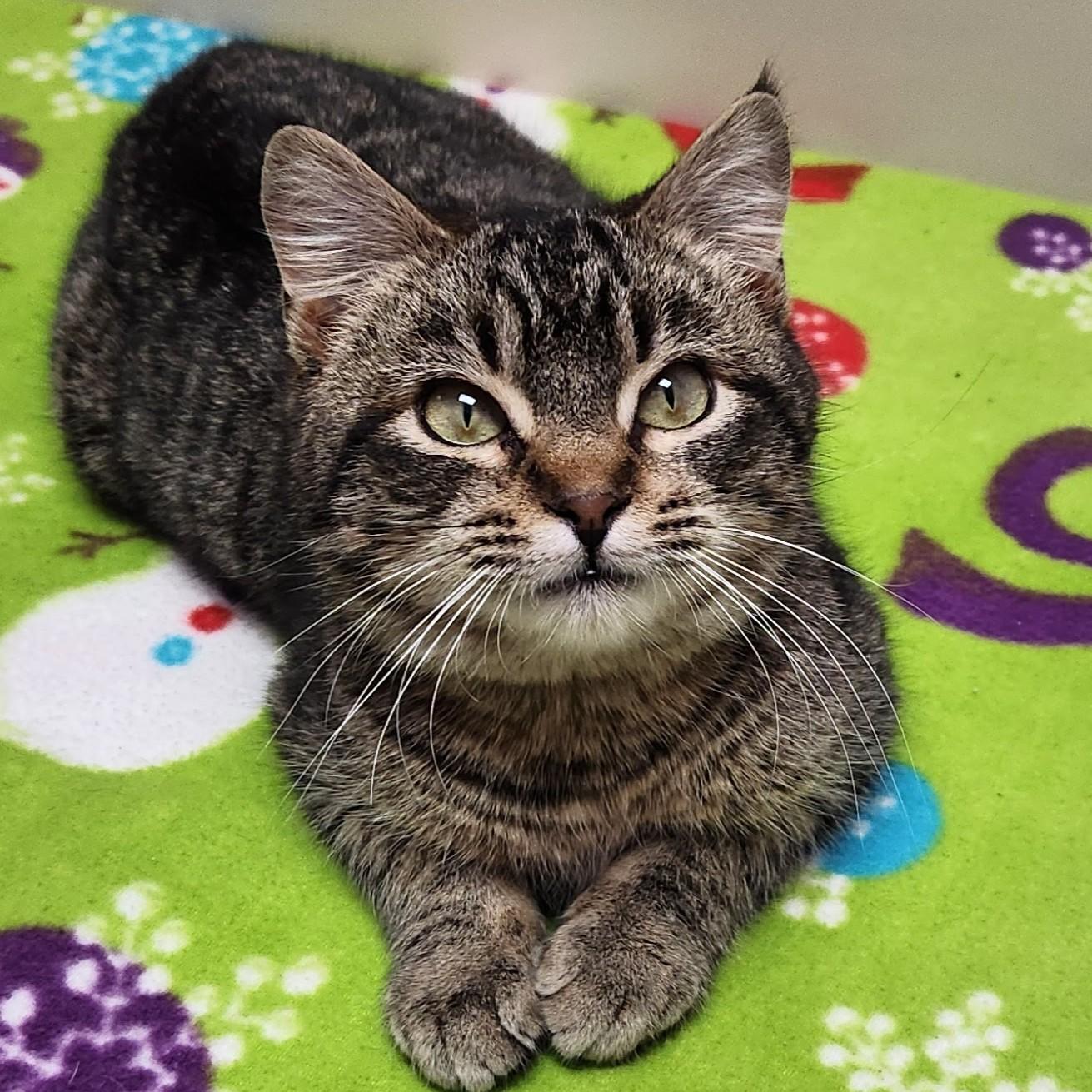 Pacman, ADOPTABLE, Young Male Tabby.