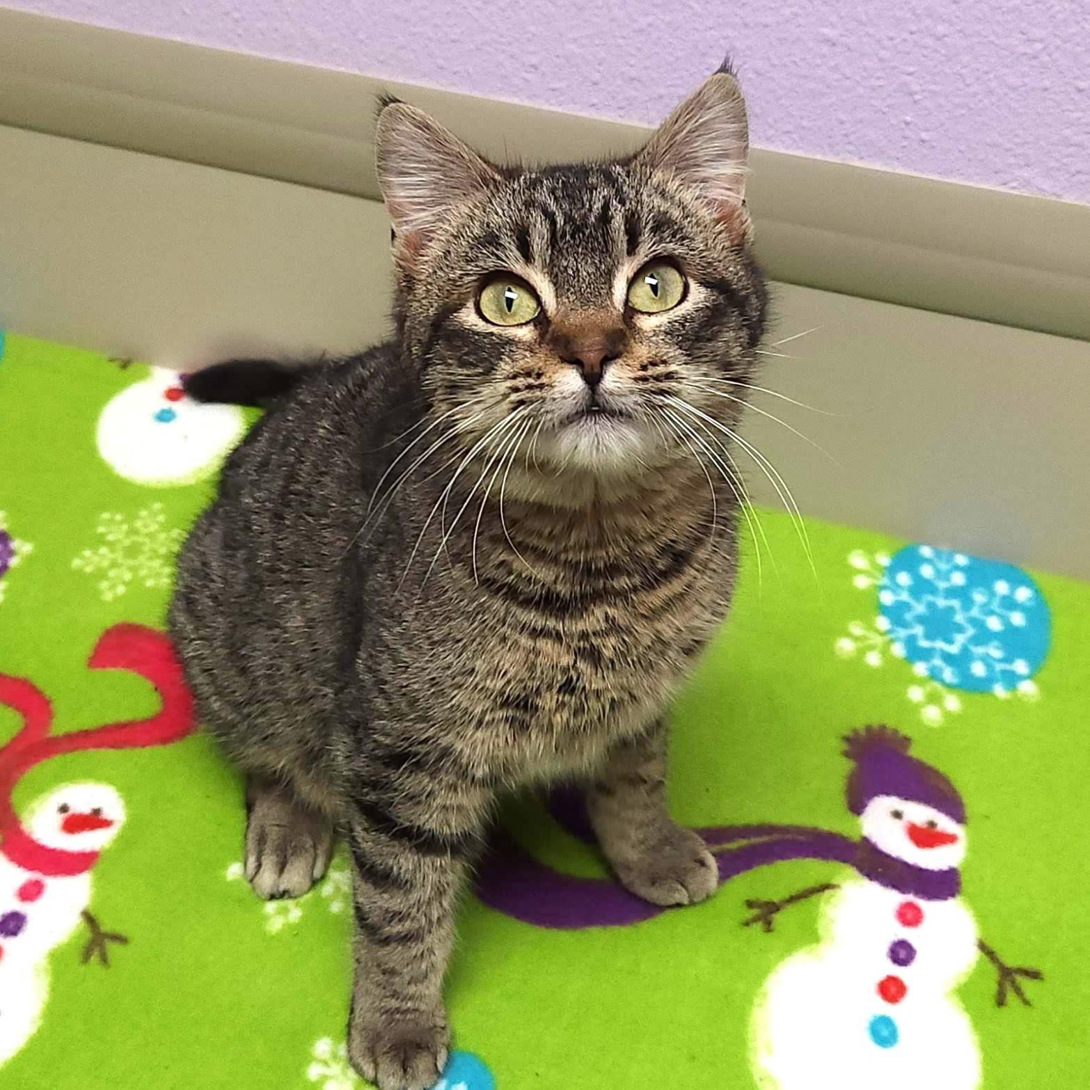 Enlarge Pacman, a ADOPTABLE Tabby in Marshfield, WI image 2/6