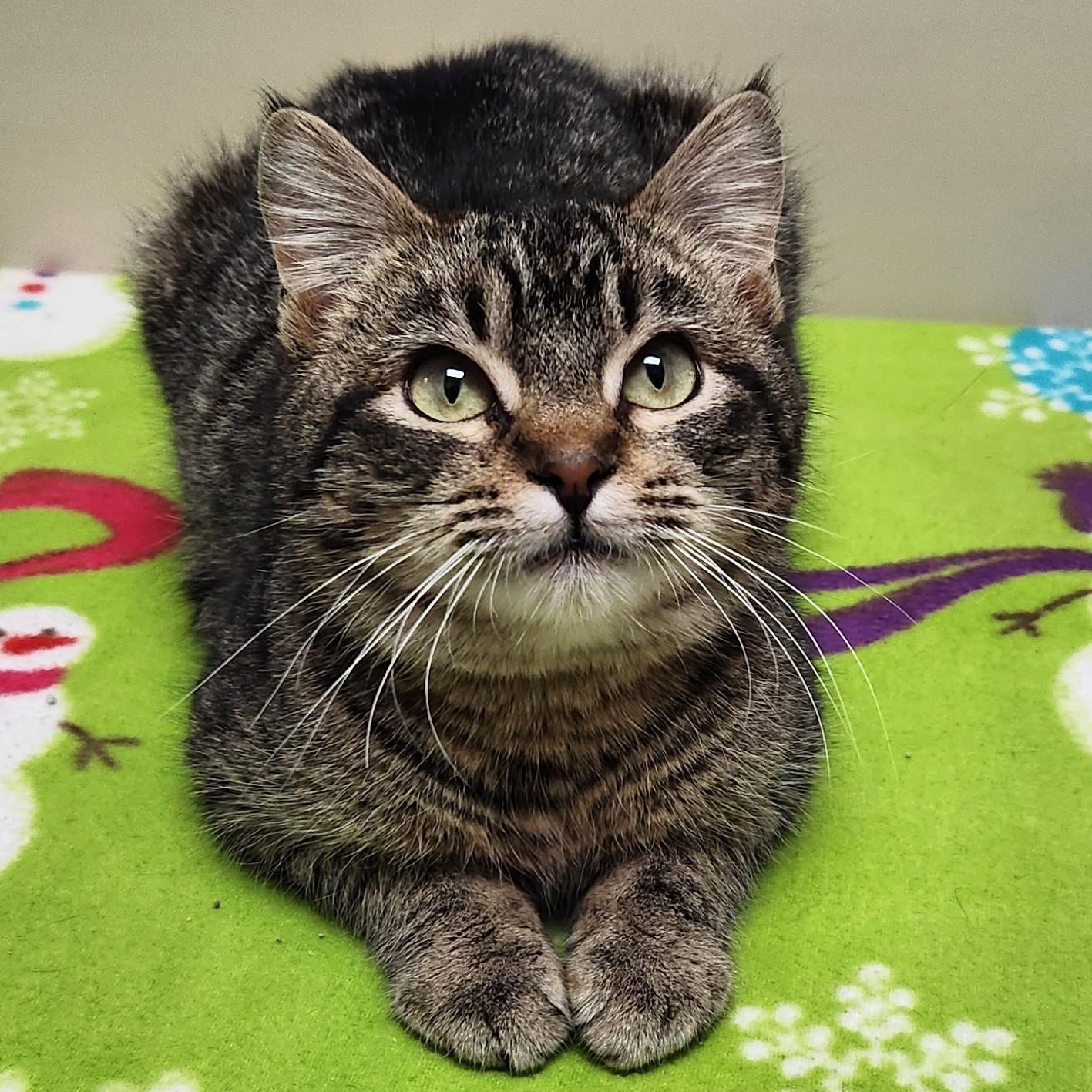 Enlarge Pacman, a ADOPTABLE Tabby in Marshfield, WI image 3/6