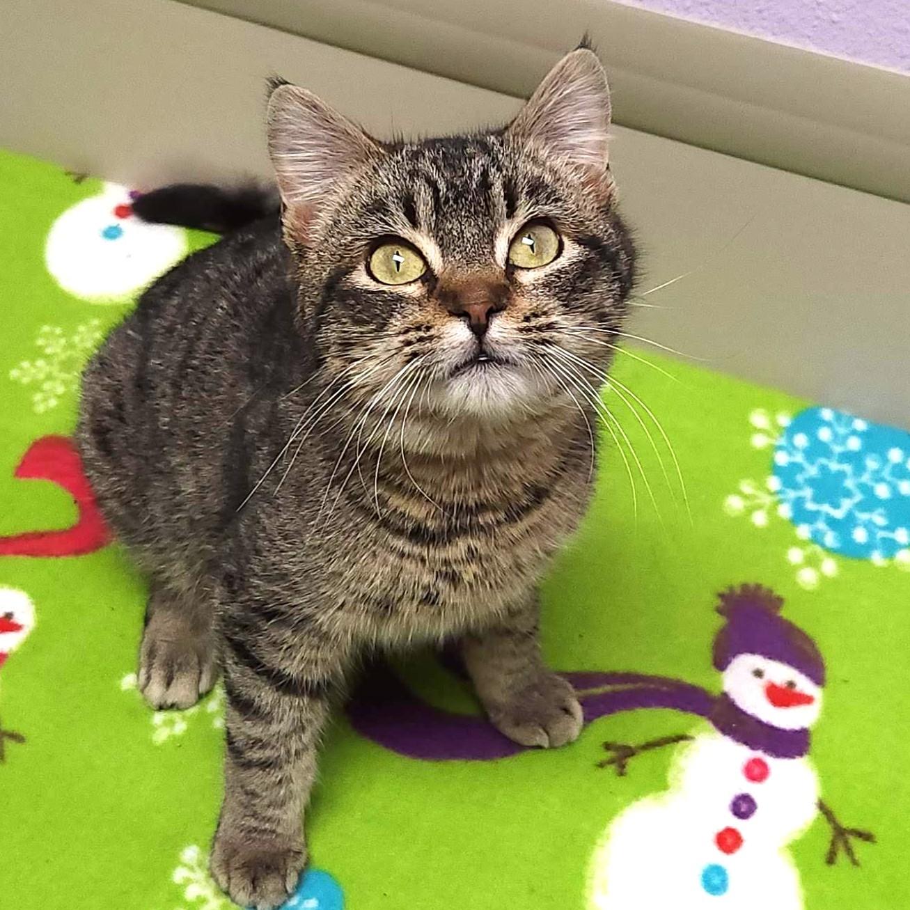 Enlarge Pacman, a ADOPTABLE Tabby in Marshfield, WI image 4/6