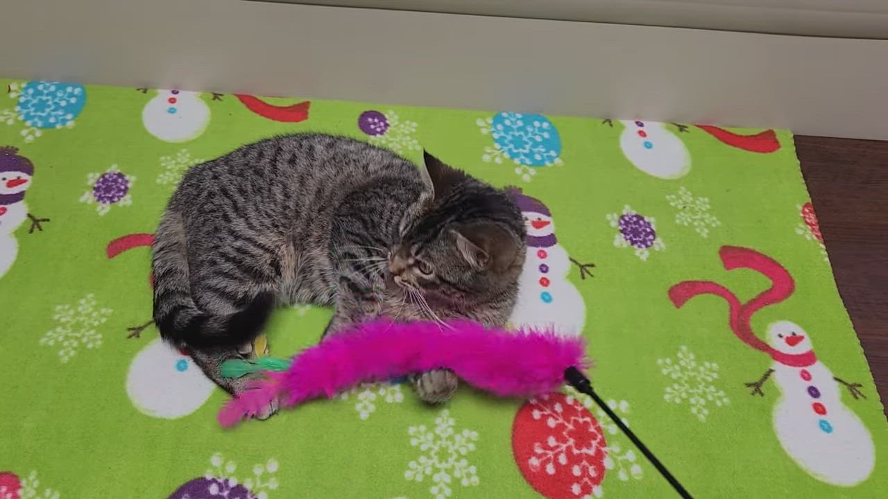 Enlarge Pacman, a ADOPTABLE Tabby in Marshfield, WI video 6/6