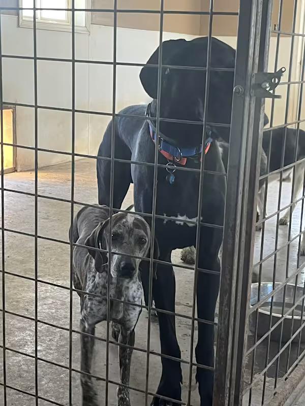 Enlarge Riley, a ADOPTABLE mixed breed in Monterey, VA image 2/2