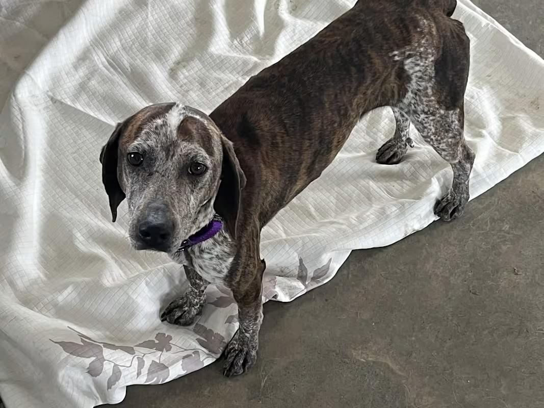 Riley, ADOPTABLE, Young Female Hound & Bluetick Coonhound.