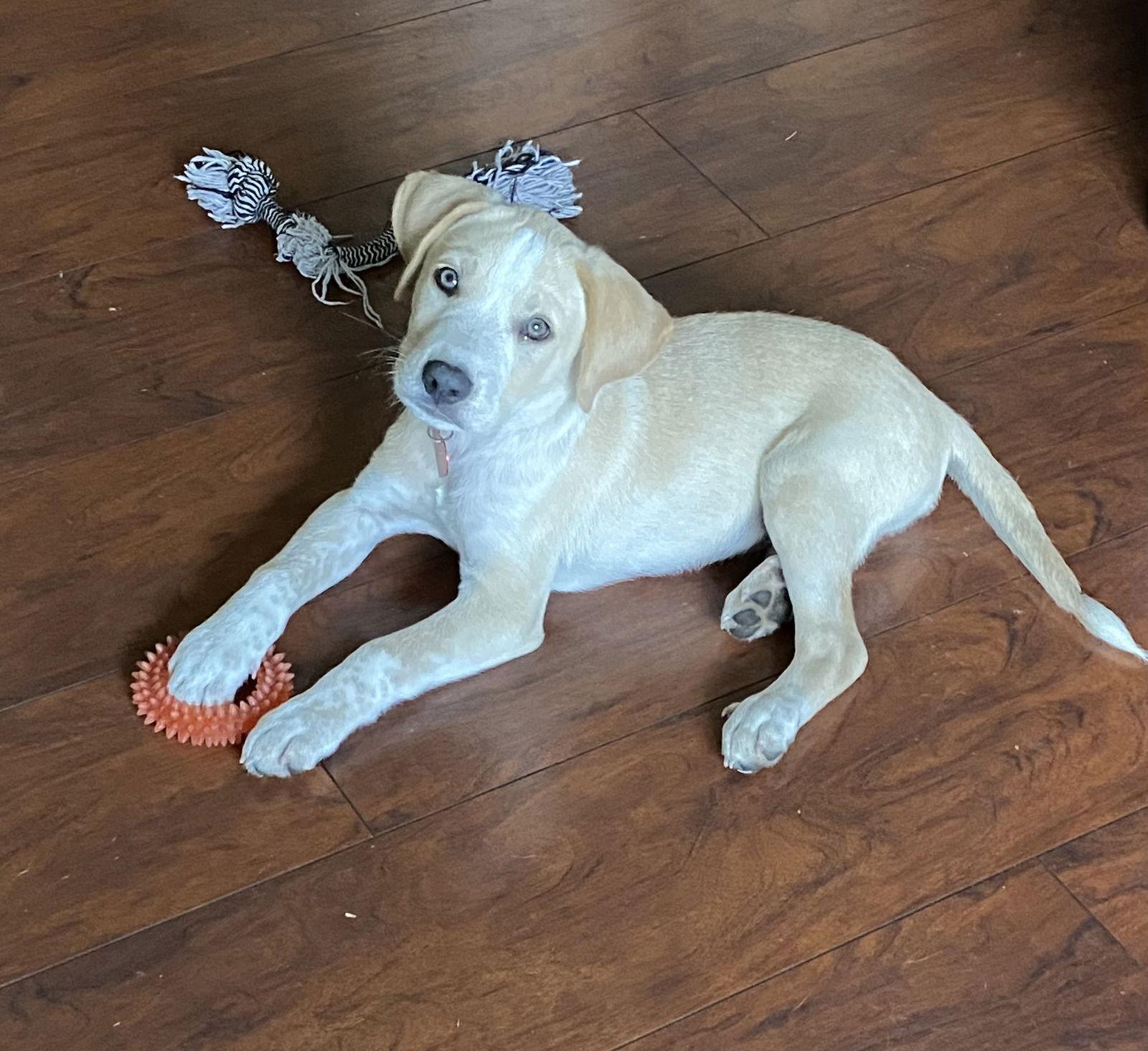 Buddy, a Adopted mixed breed in Dallas, TX image 1/3