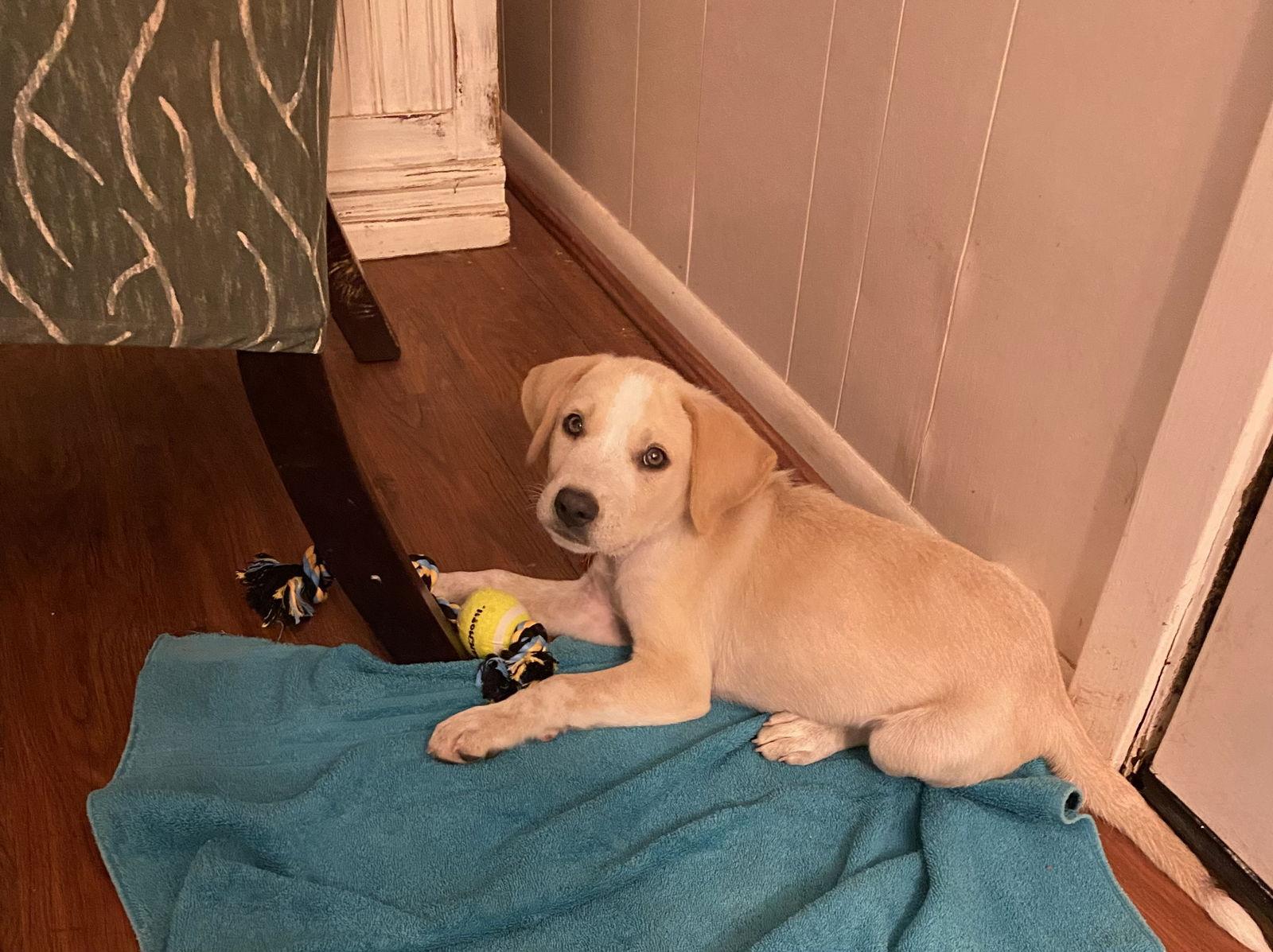 Buddy, a Adopted mixed breed in Dallas, TX image 2/3