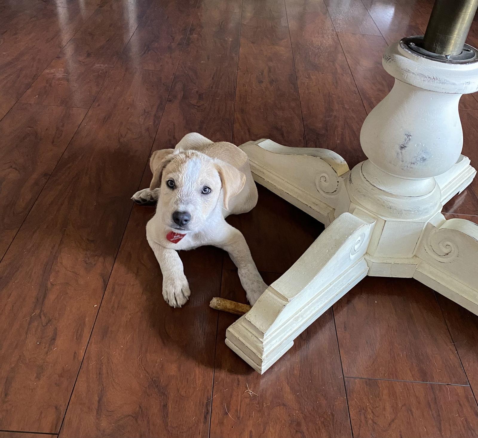 Buddy, a Adopted mixed breed in Dallas, TX image 3/3