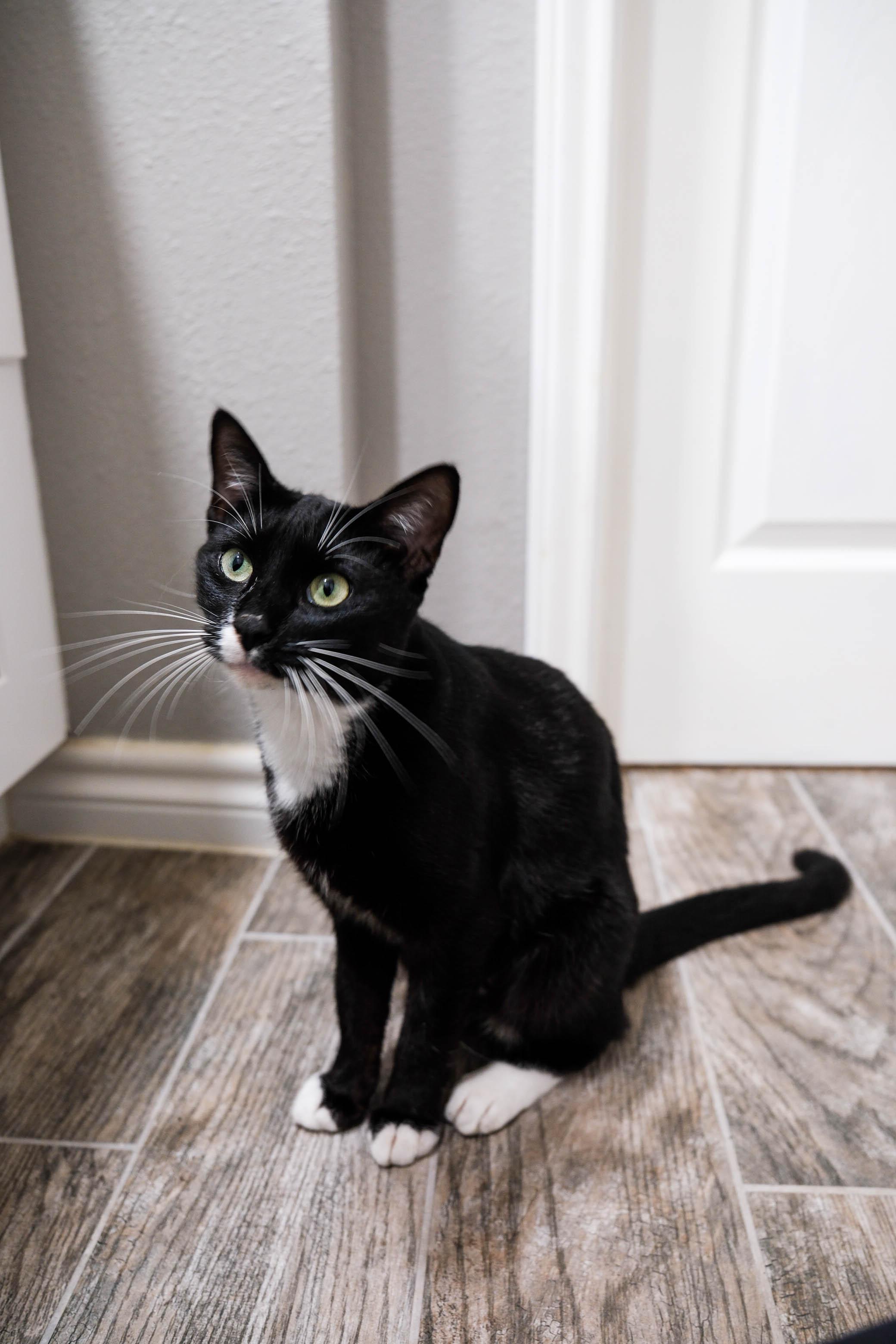 Enlarge Jennie Kim, a ADOPTABLE Domestic Short Hair in Houston, TX image 5/6