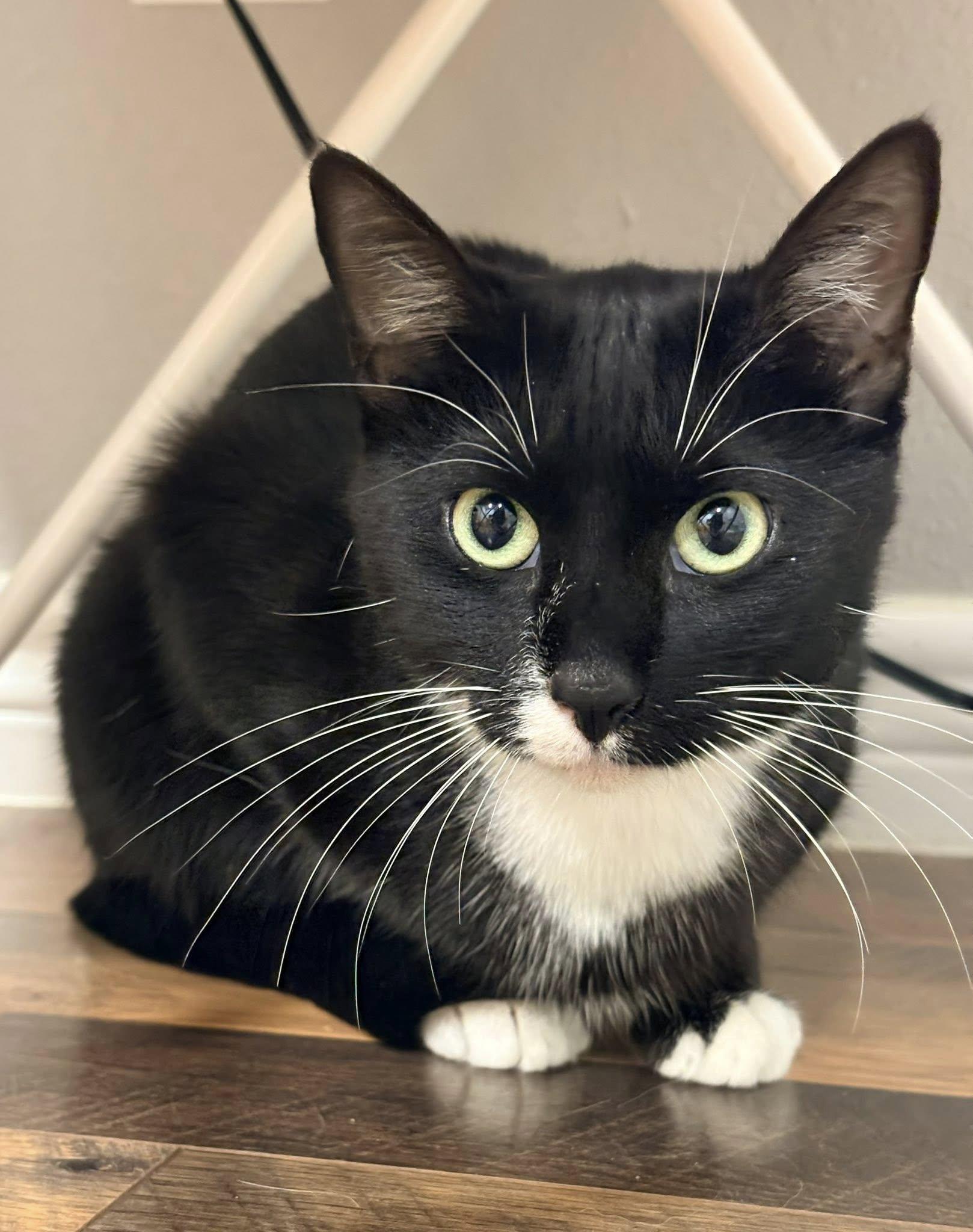 Enlarge Jennie Kim, a ADOPTABLE Domestic Short Hair in Houston, TX image 6/6