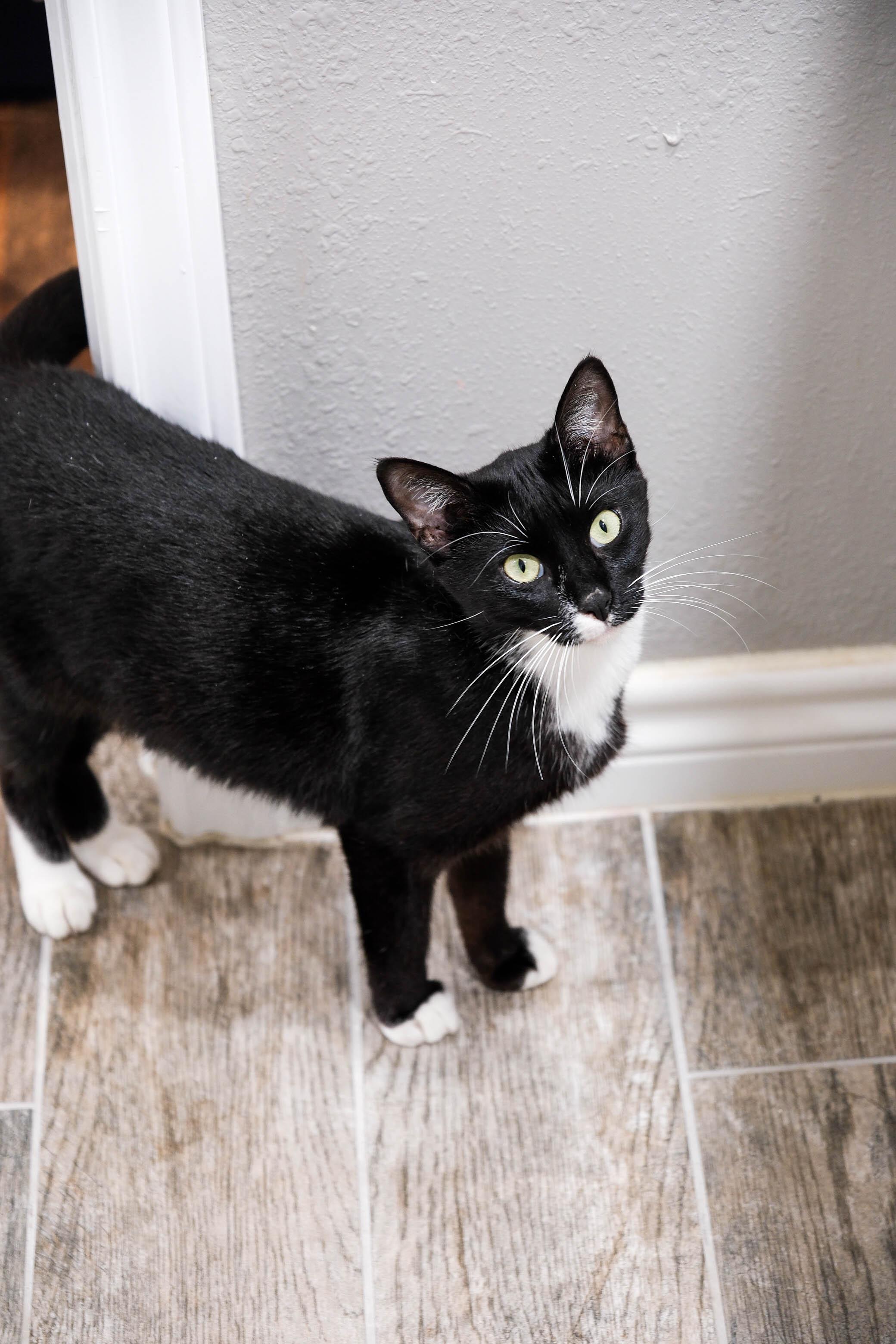 Enlarge Jennie Kim, a ADOPTABLE Domestic Short Hair in Houston, TX image 1/6