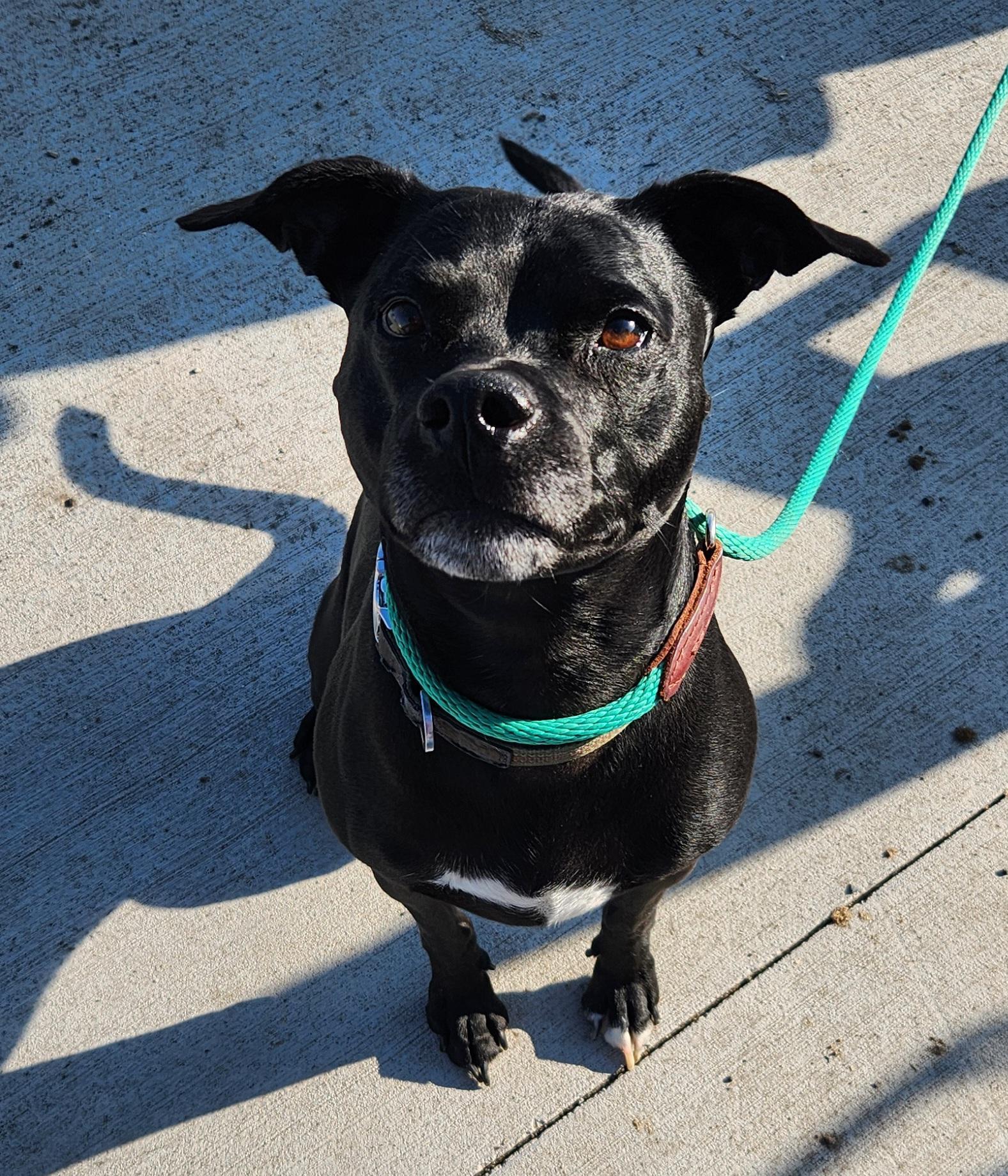Bud, ADOPTABLE, Adult Male Pit Bull Terrier.
