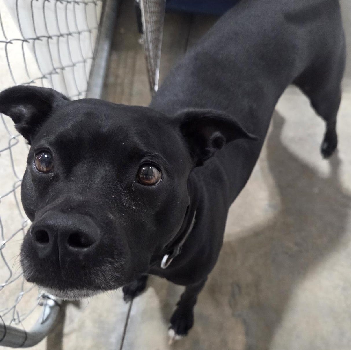 Enlarge Bud, a ADOPTABLE mixed breed in Billings, MT image 2/2