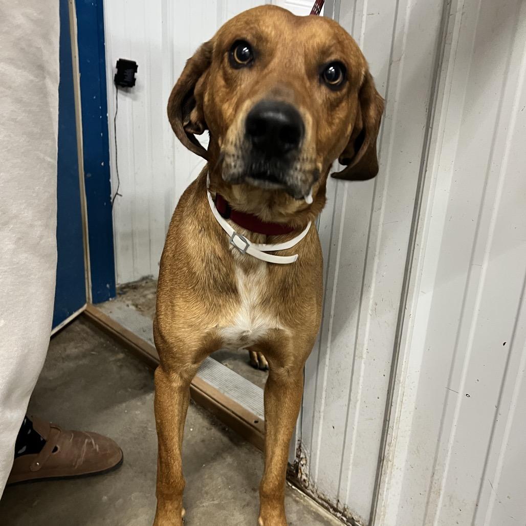 Enlarge Rufus, a Adoptable Coonhound in Corbin, KY image 1/3