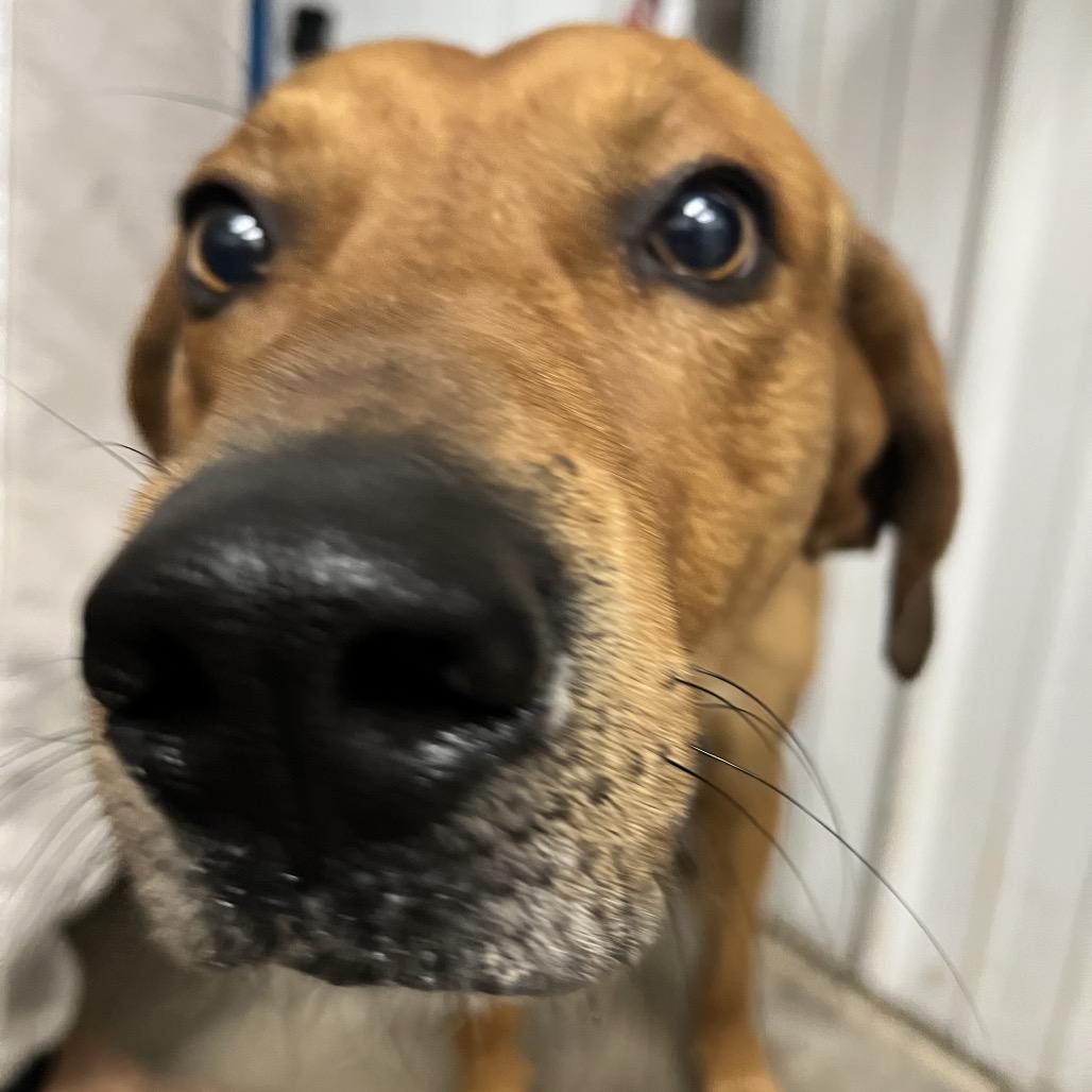 Enlarge Rufus, a Adoptable Coonhound in Corbin, KY image 2/3