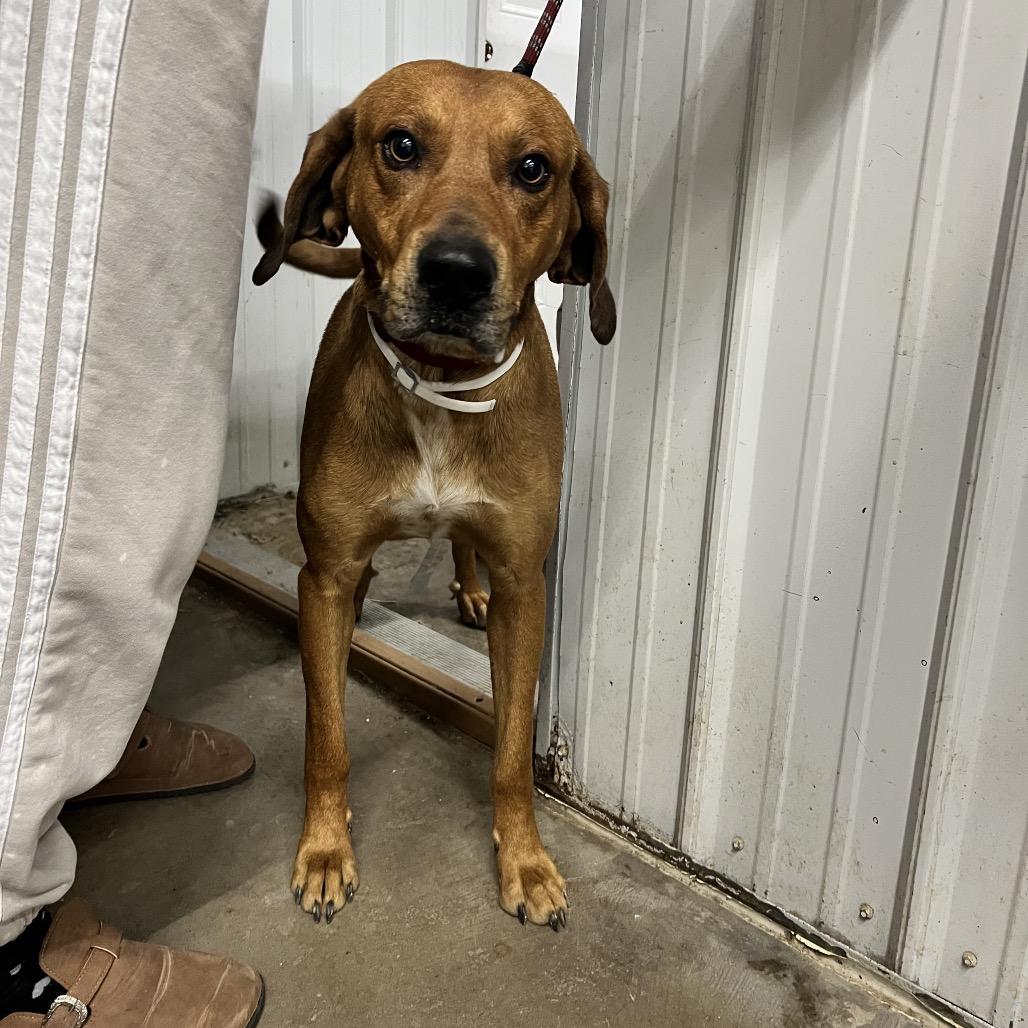 Enlarge Rufus, a Adoptable Coonhound in Corbin, KY image 3/3