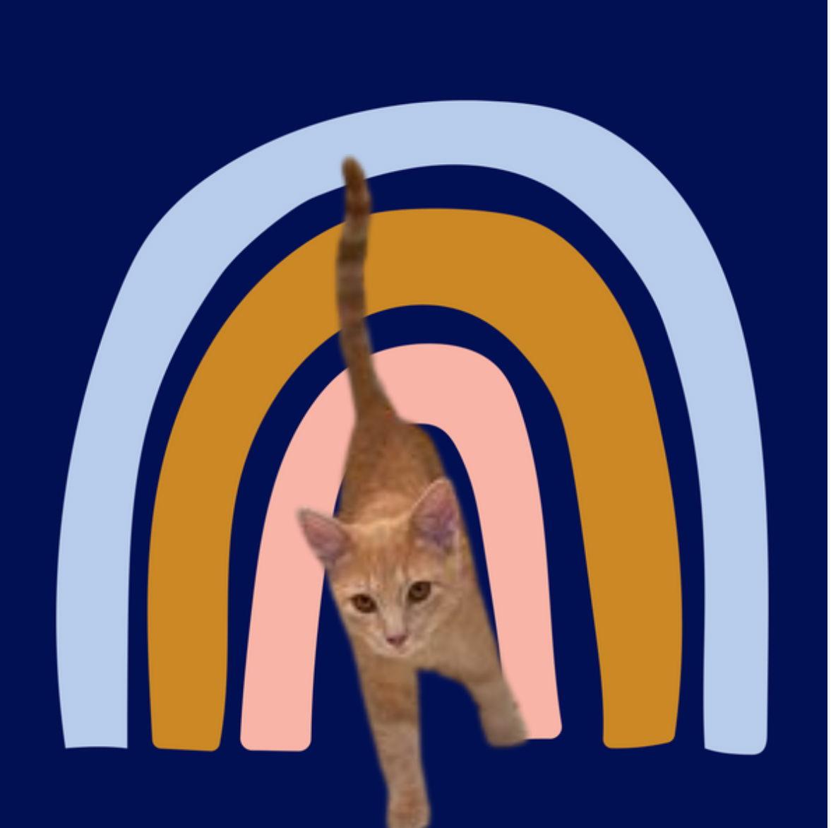 Spunky, a Adopted Domestic Short Hair in Cincinnati, OH image 1/3