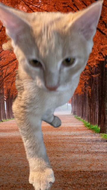 Spunky, a Adopted Domestic Short Hair in Cincinnati, OH image 2/3