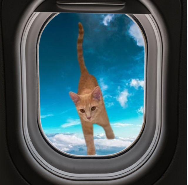 Spunky, a Adopted Domestic Short Hair in Cincinnati, OH image 3/3