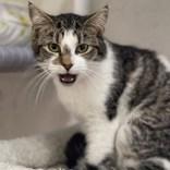 Lavender, adopted, Adult Female Domestic Short Hair.