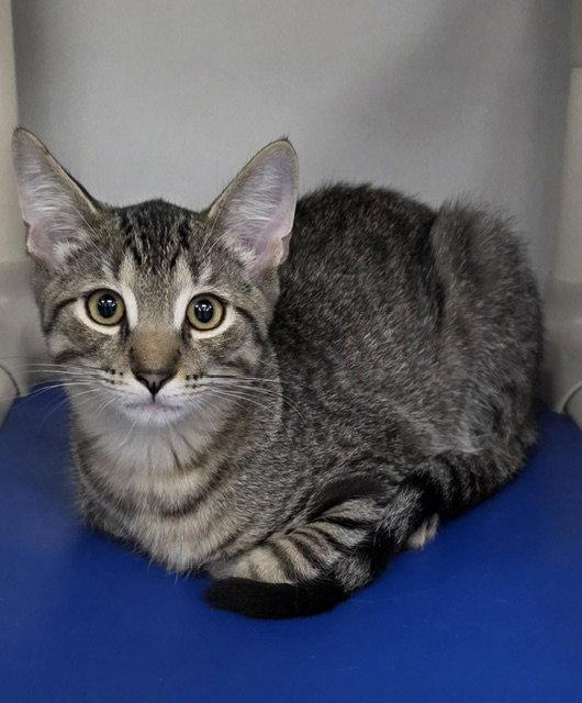 Enlarge Luang, a Adopted Domestic Short Hair in Rochester, NY image 1/1