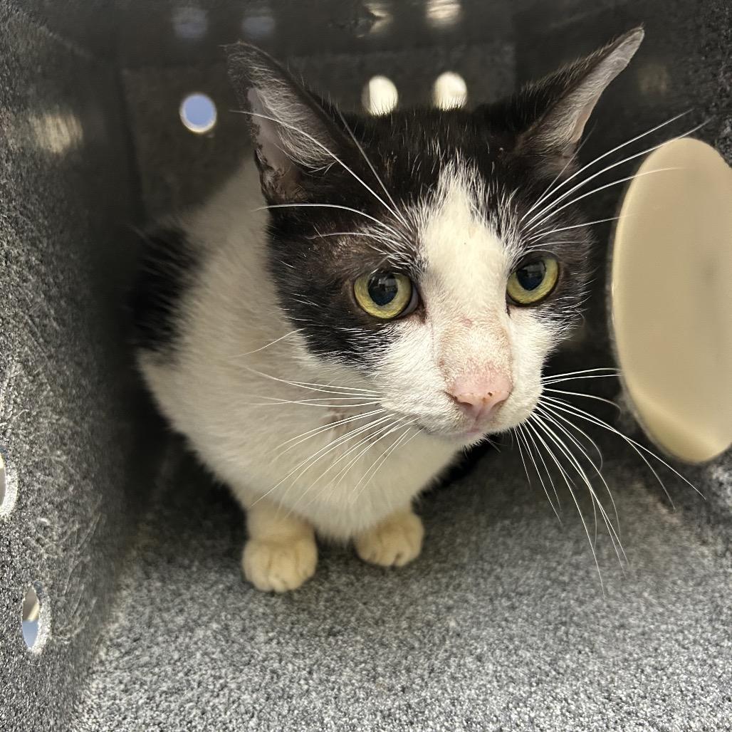 Enlarge Pickle, a Adoptable Domestic Medium Hair in Galveston, TX image 1/2