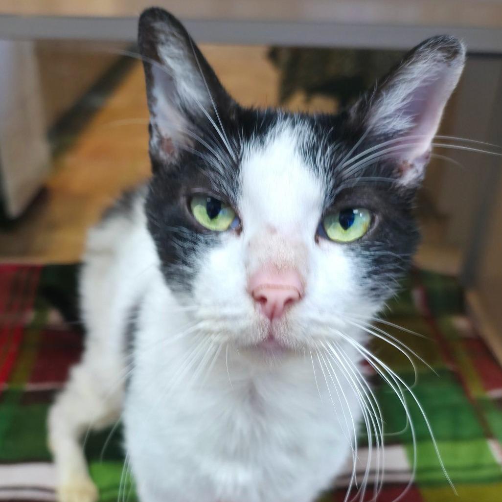 Pickle, Adoptable, Adult Male Domestic Medium Hair.
