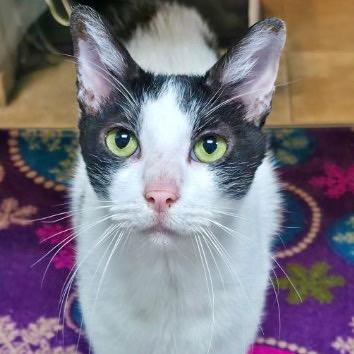 Pickle, a Adoptable Domestic Medium Hair in Galveston, TX image 2/3
