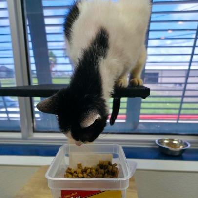 Enlarge Pickle, a Adoptable Domestic Medium Hair in Galveston, TX image 2/2