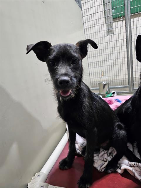 POSEIDON, Adoptable, Young Male Schnauzer & Dachshund.
