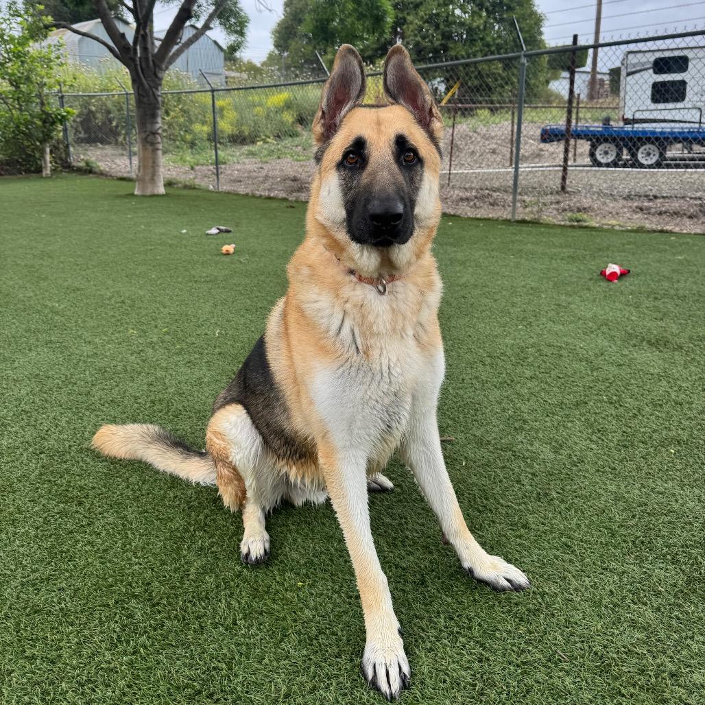 Frankie, Adoptable, Adult Male German Shepherd Dog.