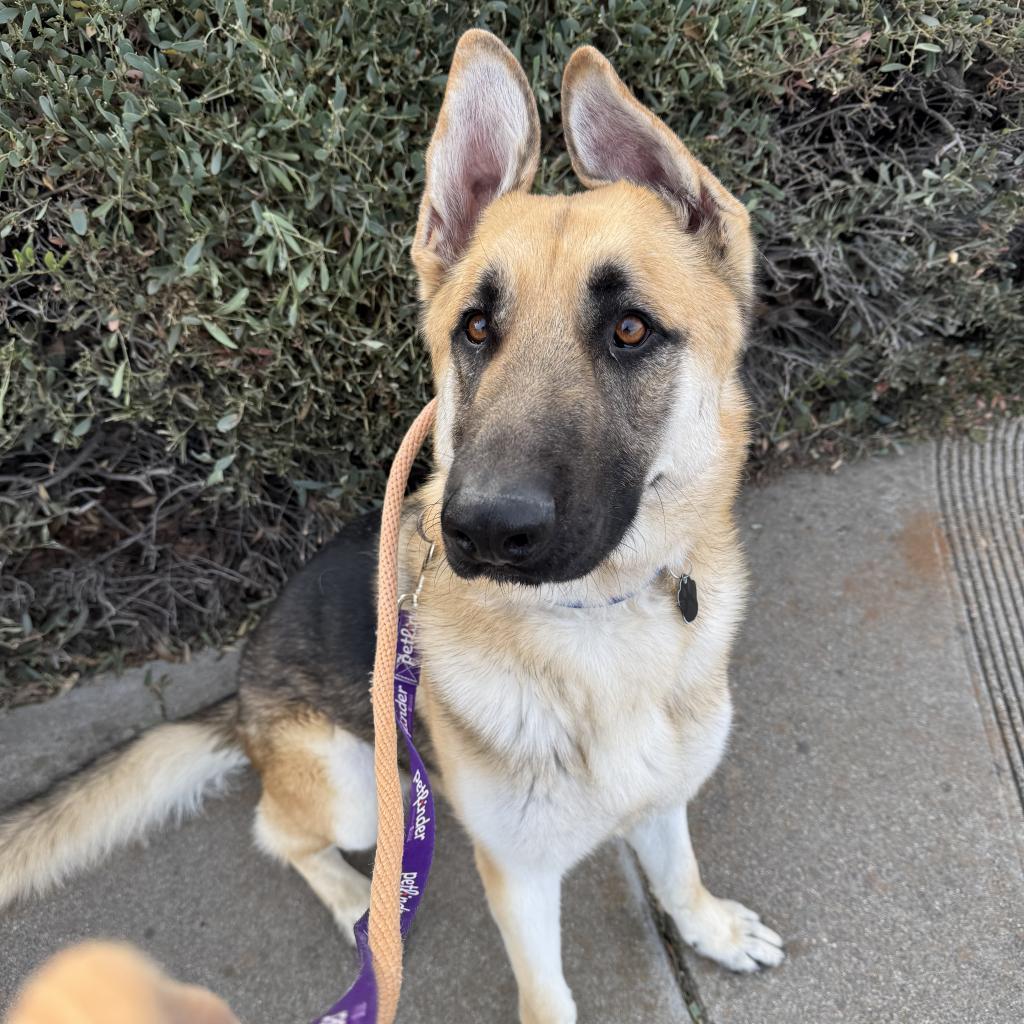 Enlarge Frankie, a Adoptable German Shepherd Dog in Buellton, CA image 1/3